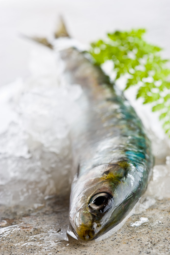 vista de una sardina con hielo